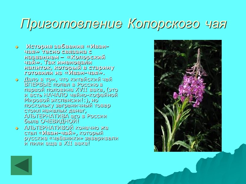 Приготовление Копорского чая  История забвения «Иван-чая» тесно связана с названием – «Копорский чай».